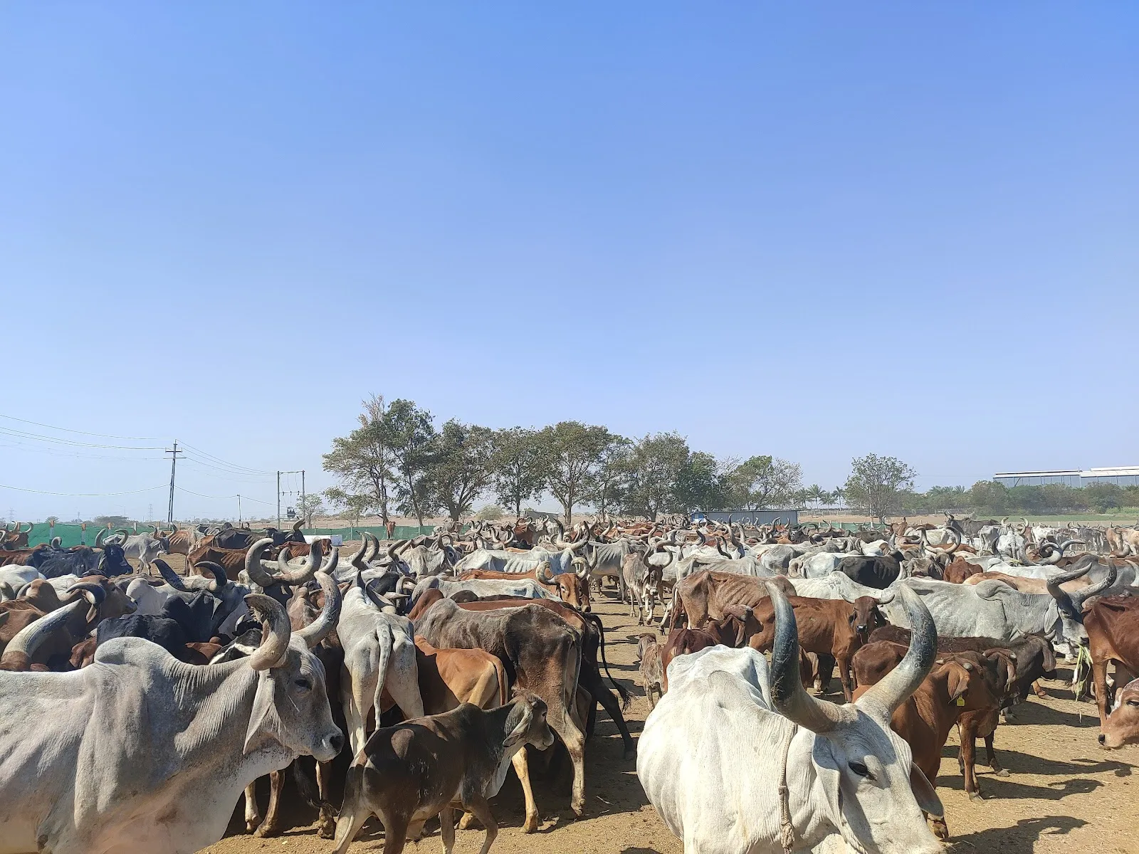 Sadbhavna Animal Shelter