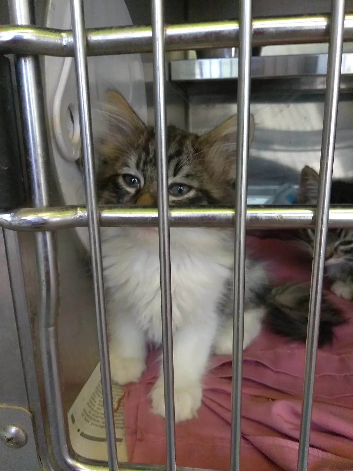 The ASPCA Los Angeles Spay/Neuter Clinic