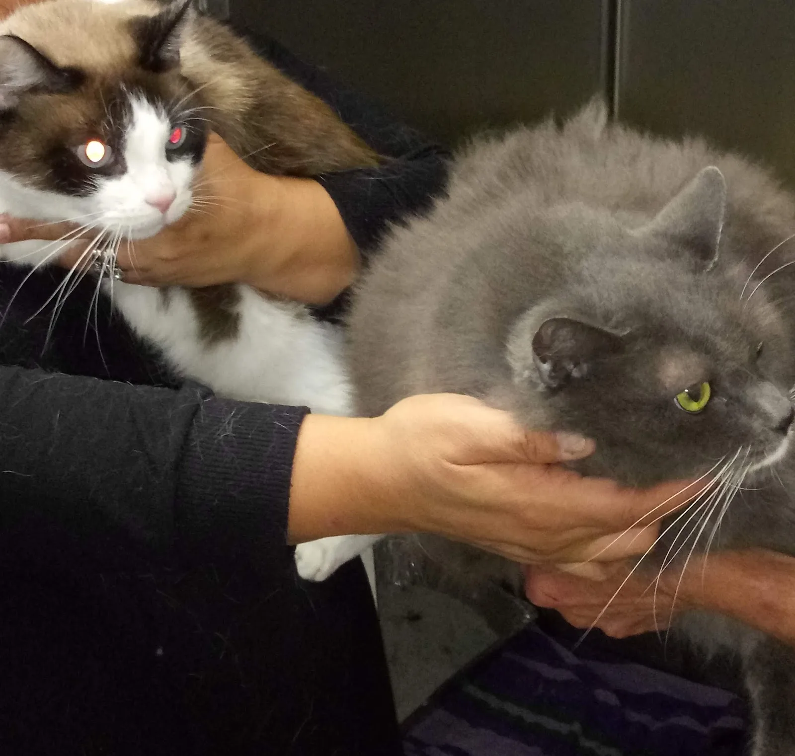 The ASPCA Los Angeles Spay/Neuter Clinic