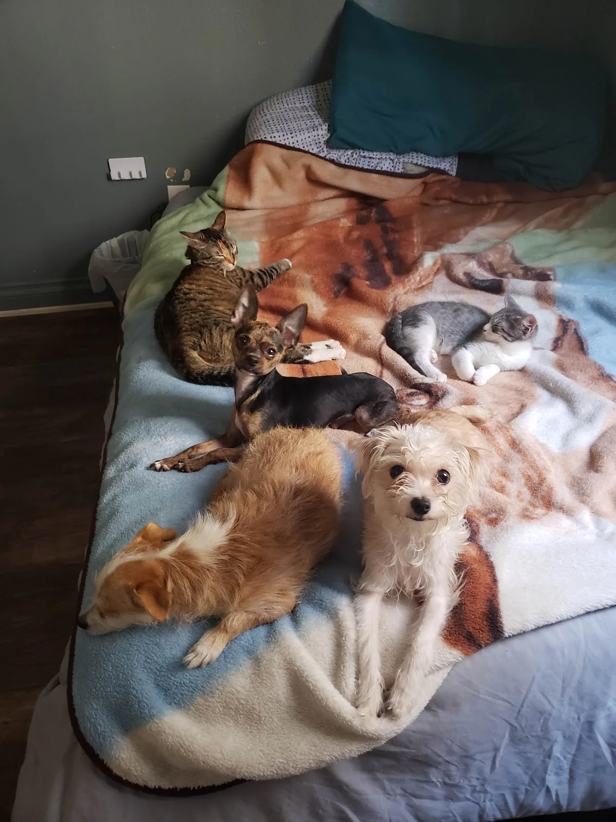 The ASPCA Los Angeles Spay/Neuter Clinic