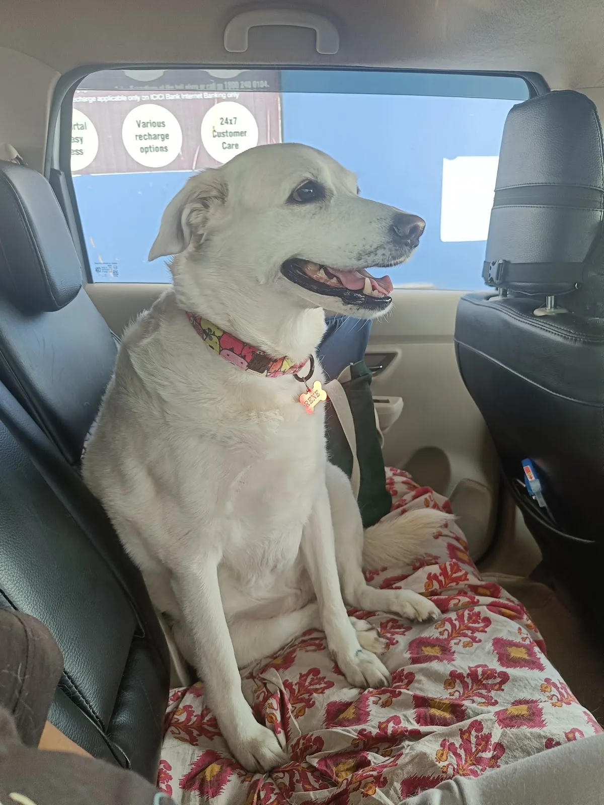 Furry Taxi for Pets