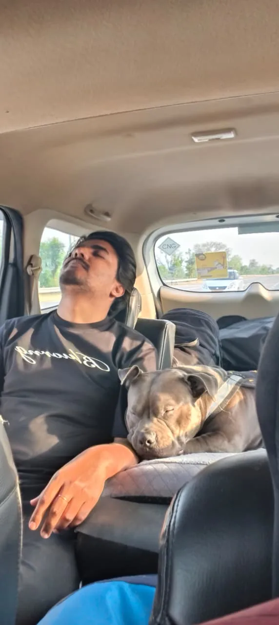 Furry Taxi for Pets