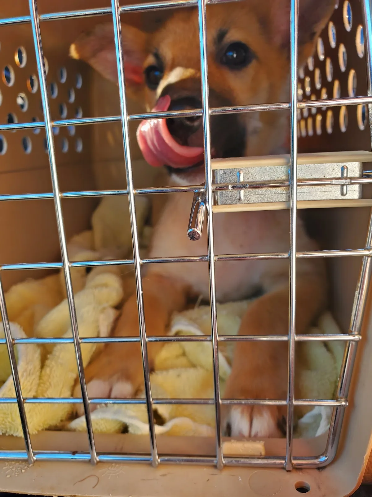 Infinite Woofs Animal Rescue