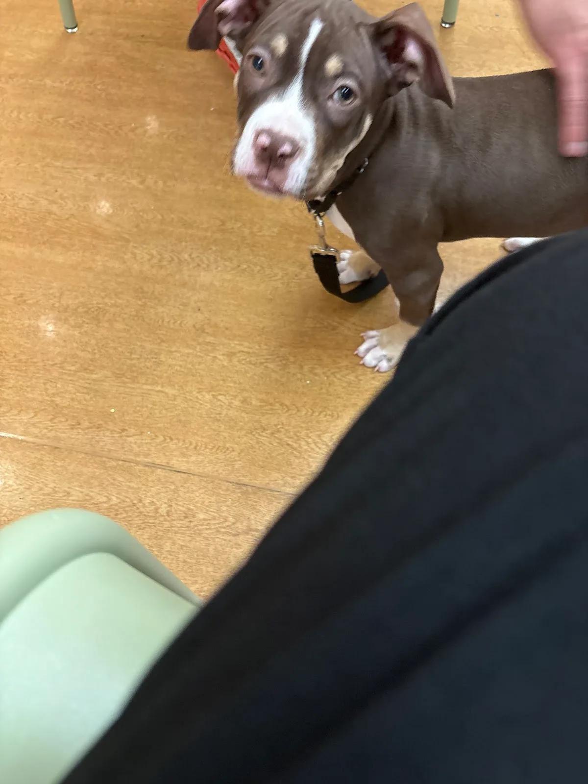PAWS Chicago