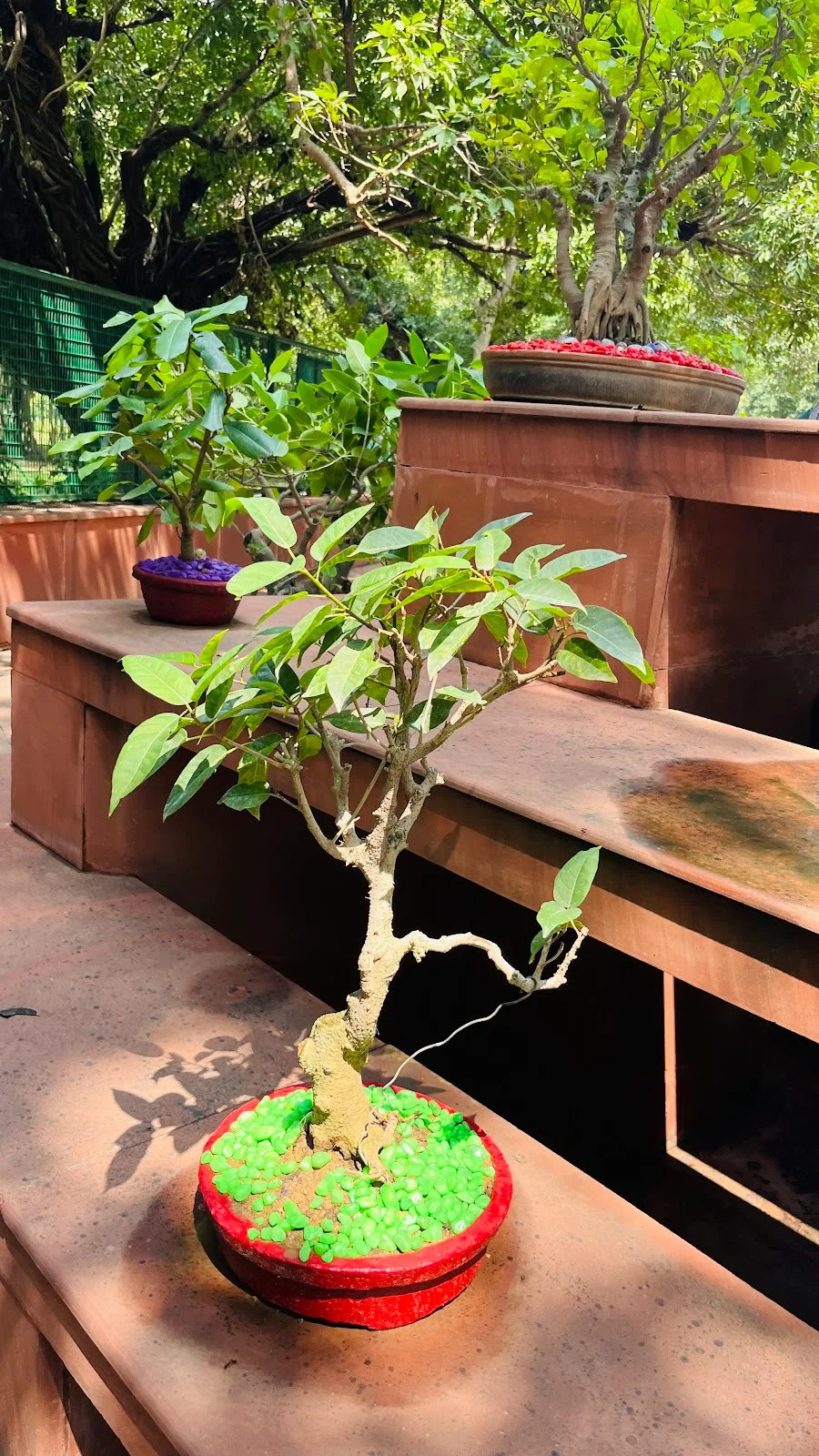 Bonsai Garden