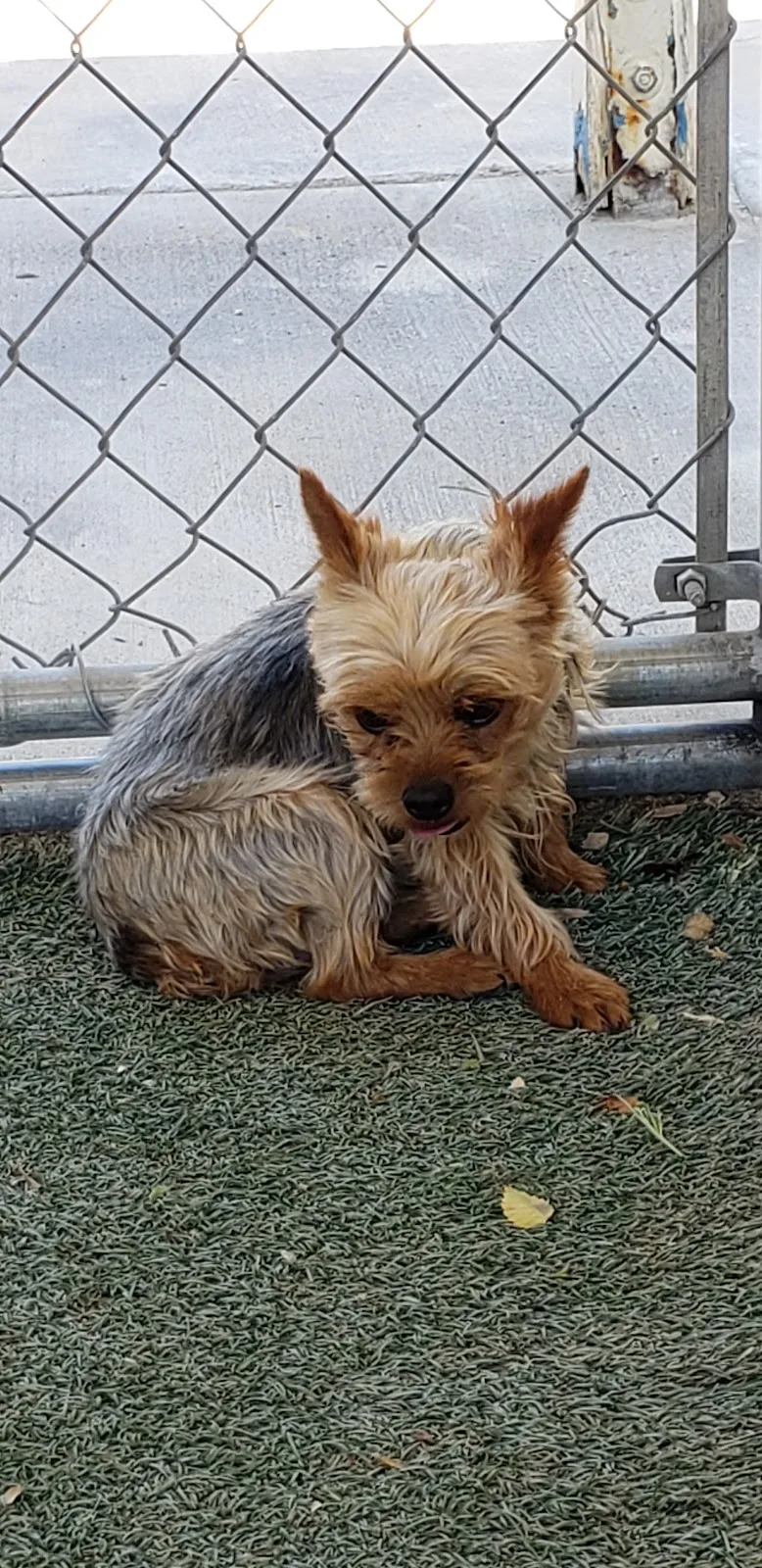 Los Angeles County Animal Care and Control