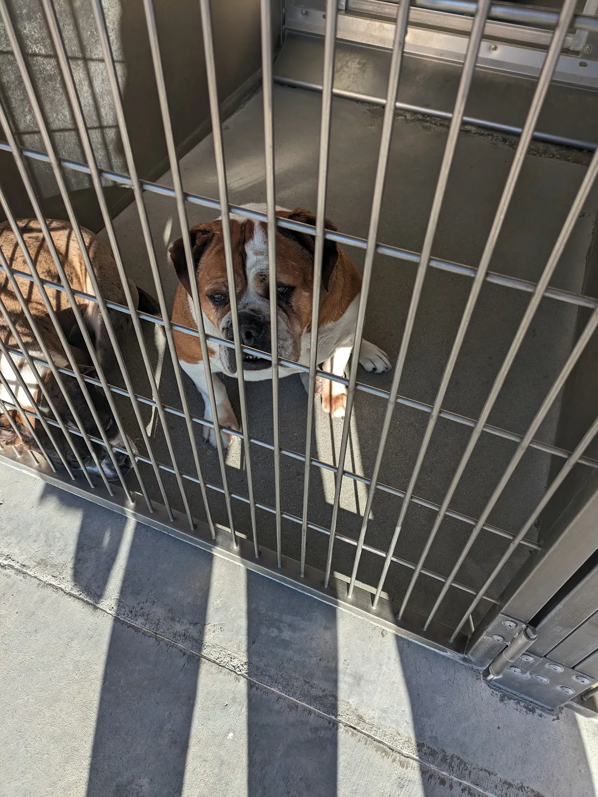 Los Angeles County Animal Care and Control