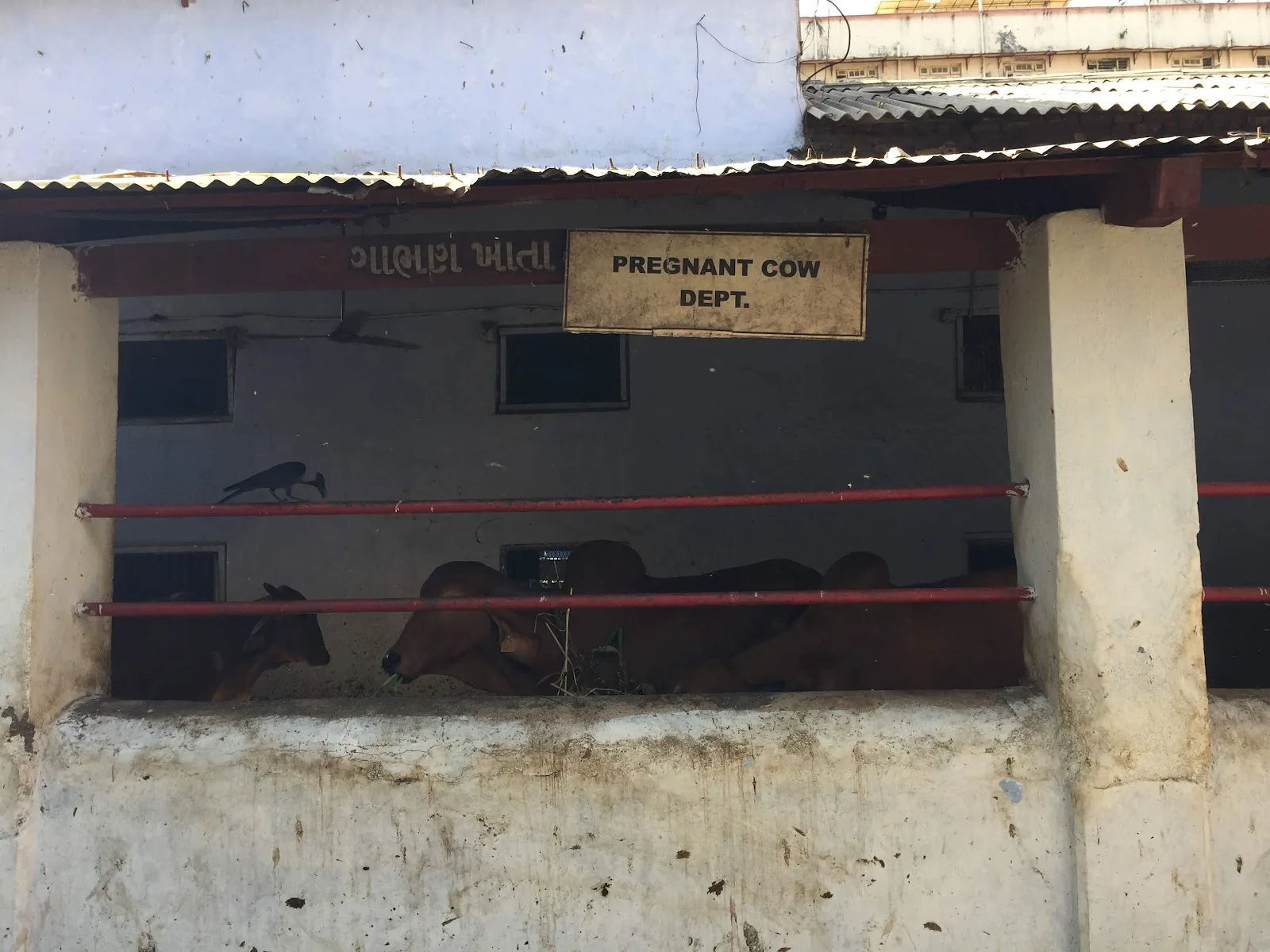 SHRI Mumbai Panjrapole
