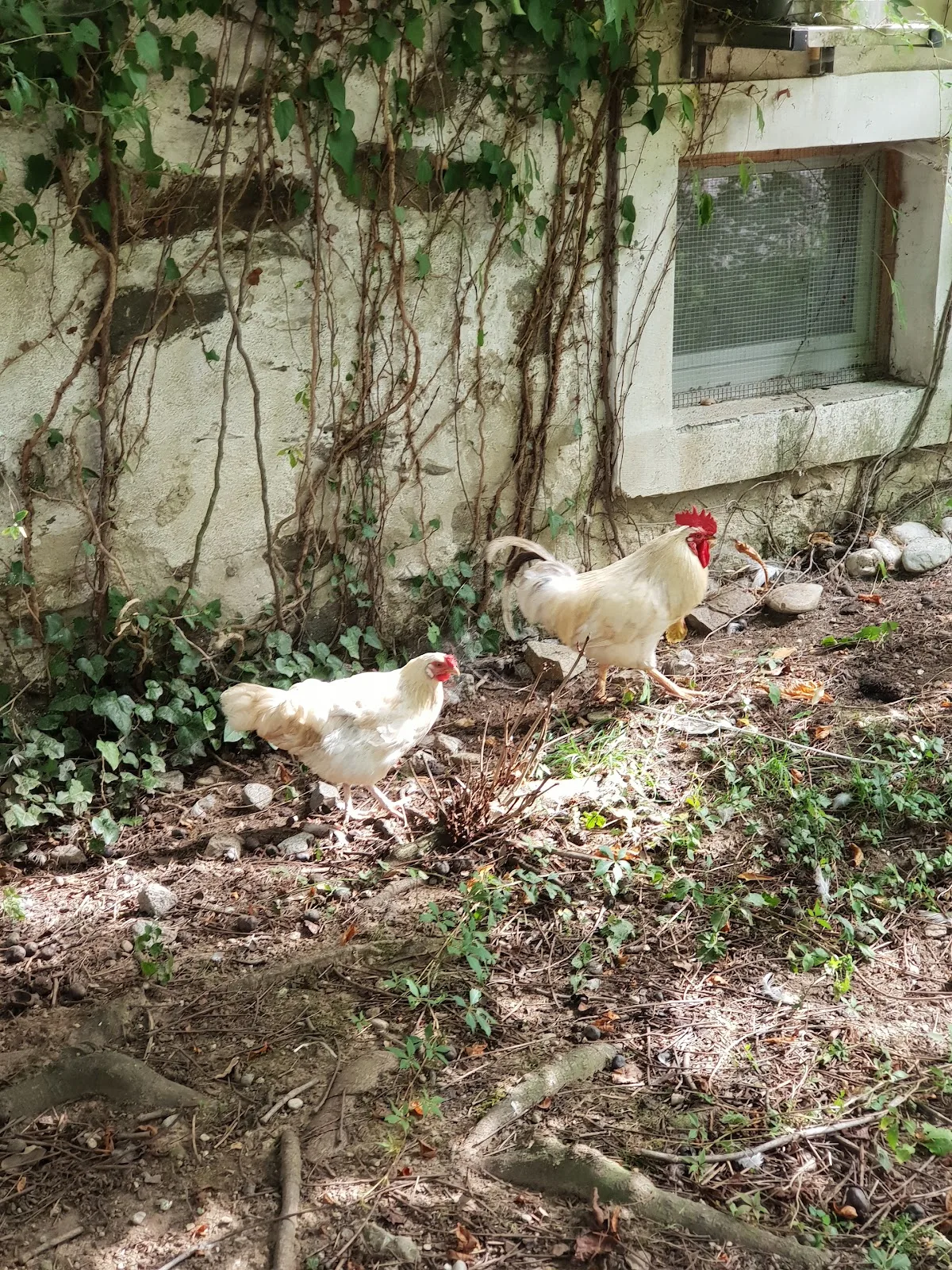 AnimalSpirit - Zentrum für Tiere in Not