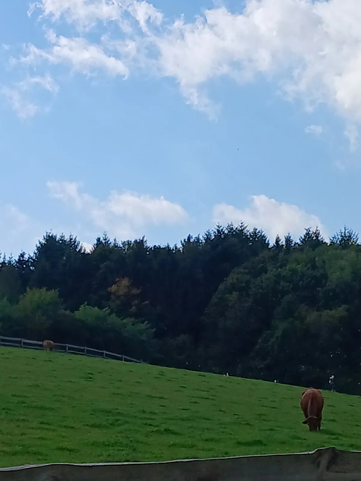 AnimalSpirit - Zentrum für Tiere in Not