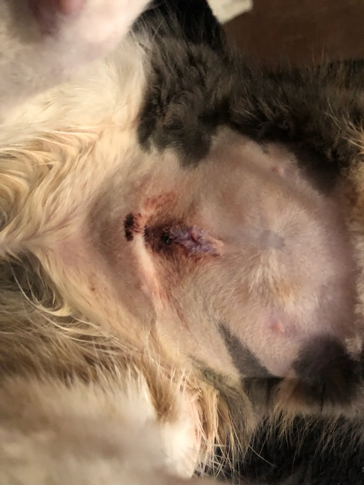 Australian Pet Welfare Foundation