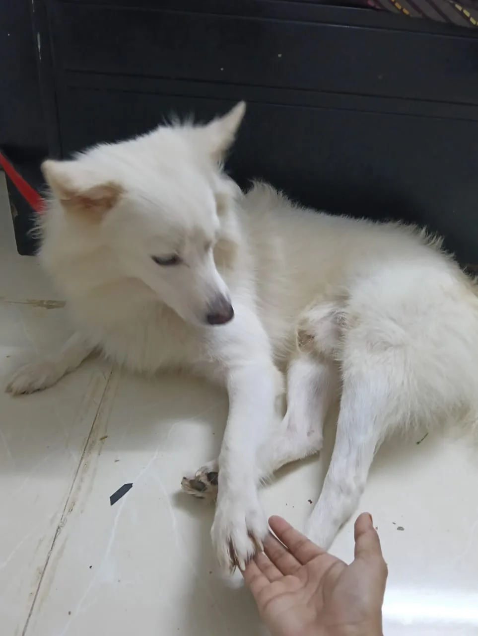 Happy Paws
