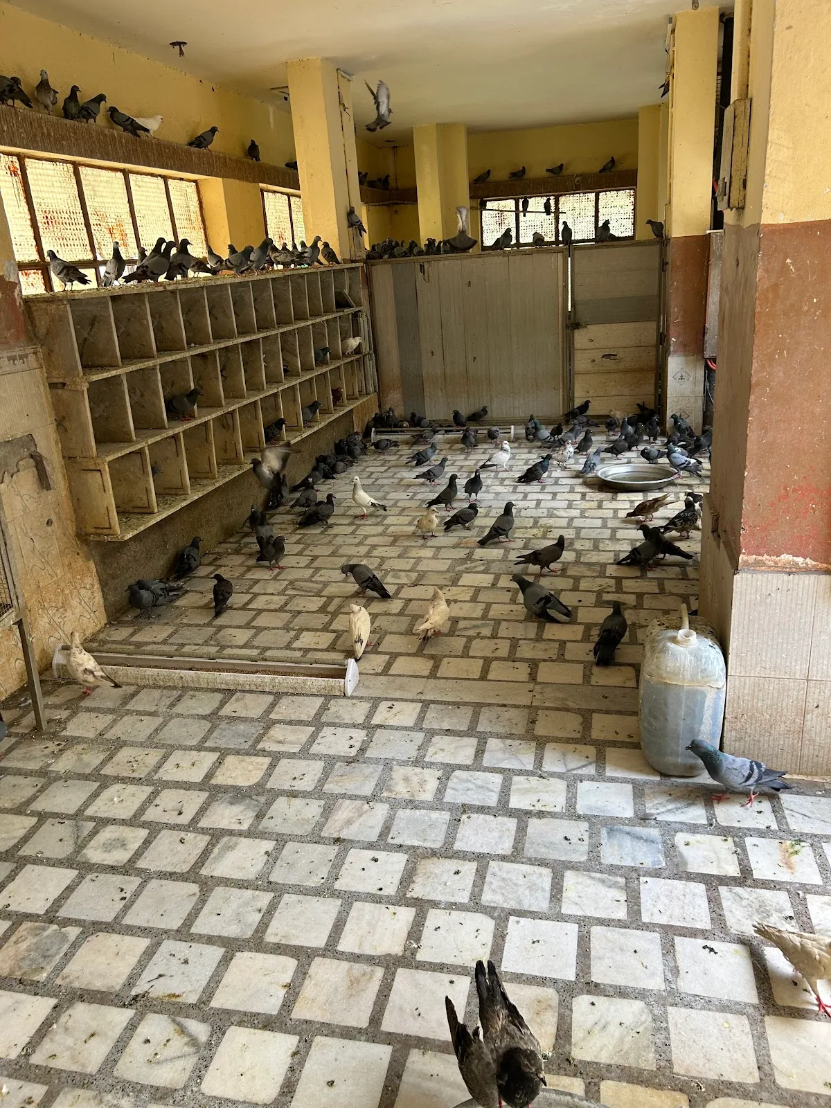 Birds Hospital