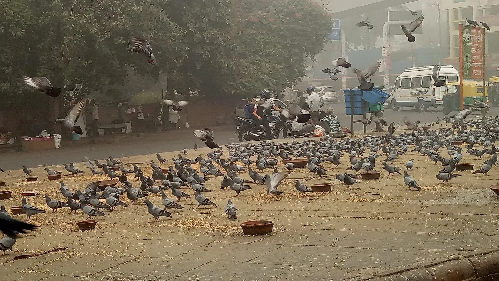 Birds Hospital