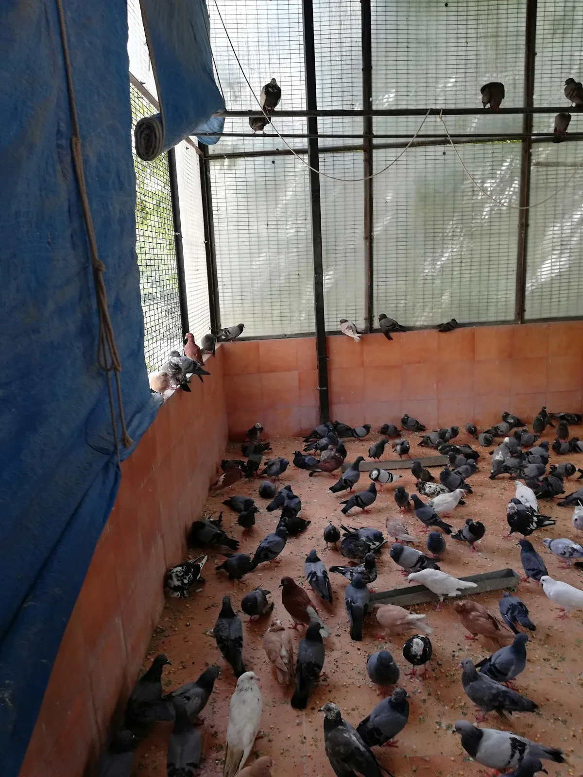 Birds Hospital