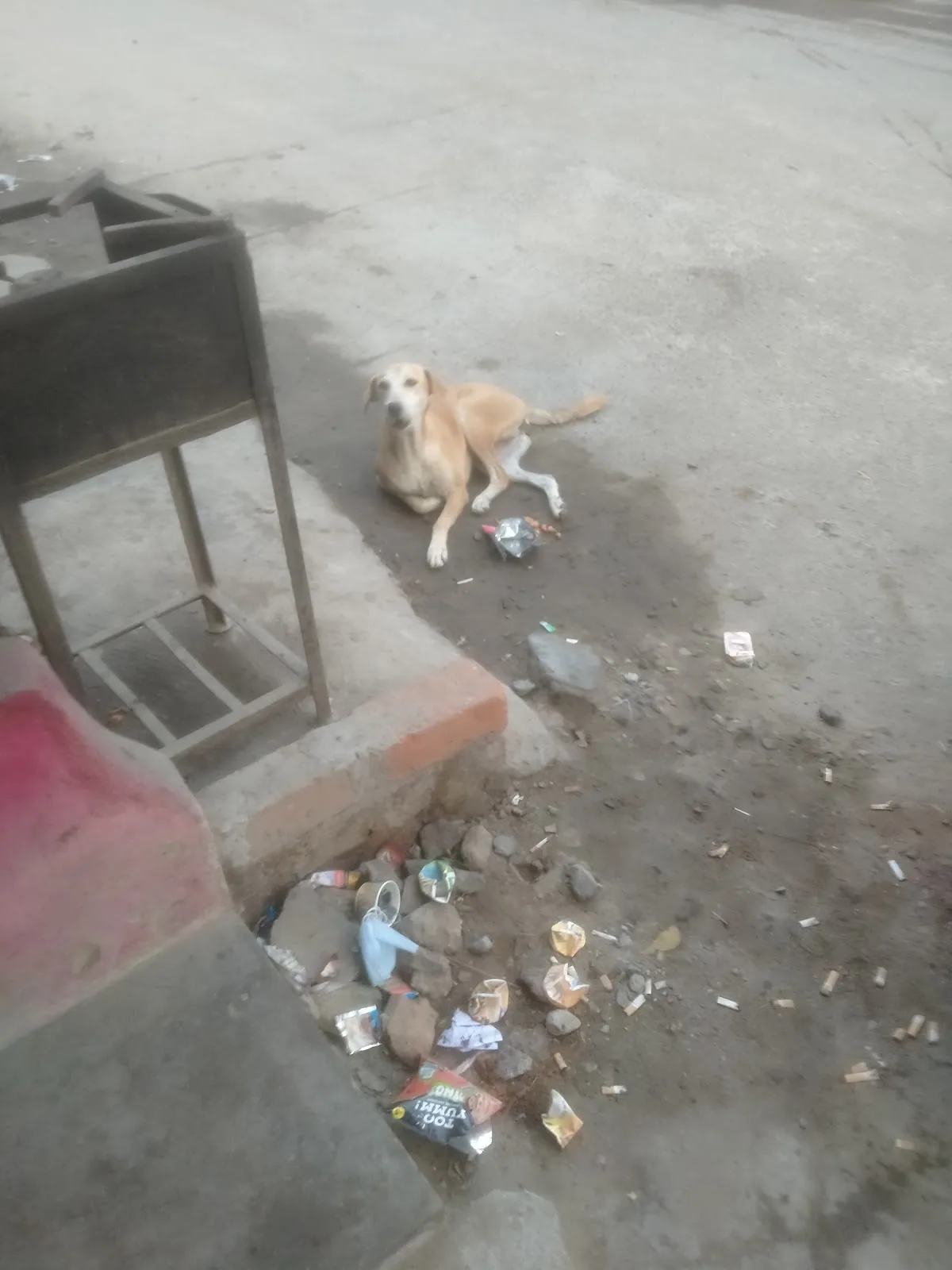 Madras Animal Rescue Society