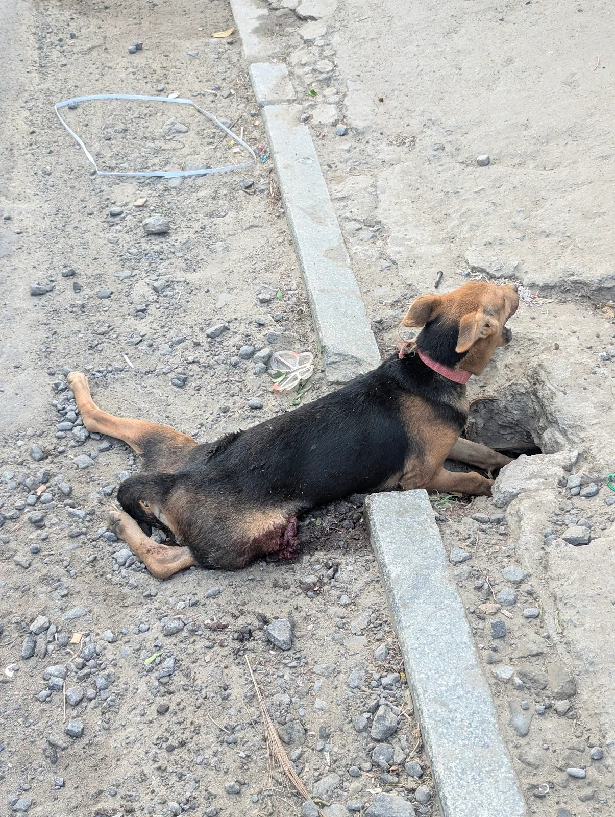 Madras Animal Rescue Society