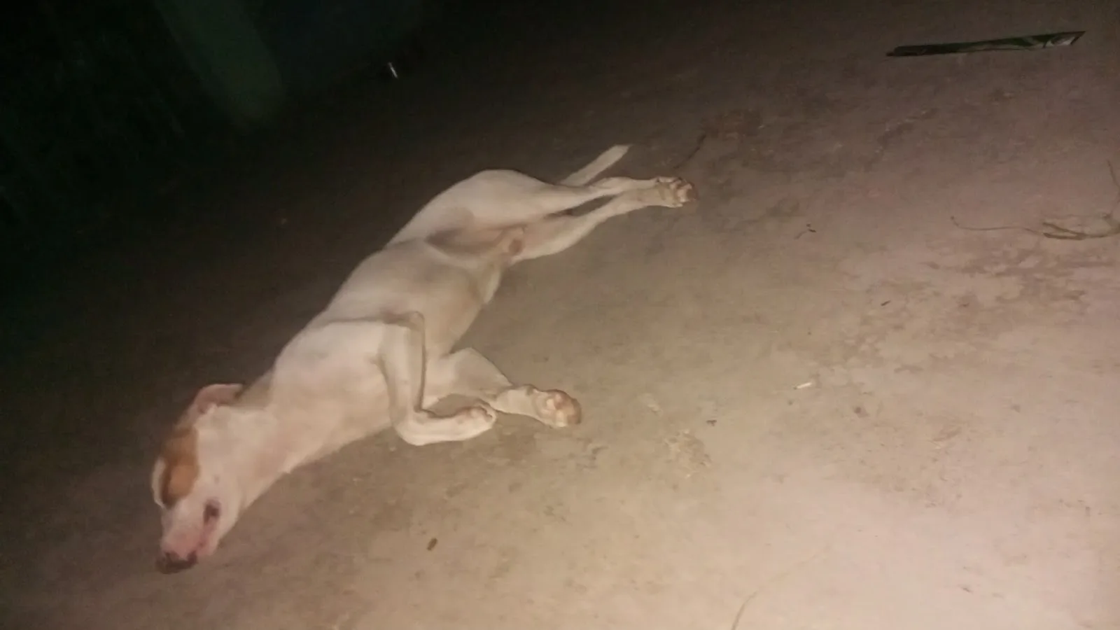 Madras Animal Rescue Society