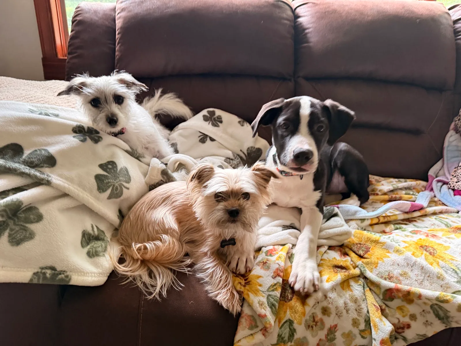 Animal Alliance