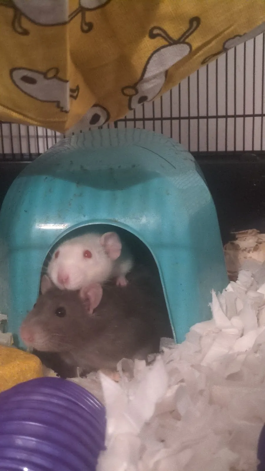 Blue Cross rehoming and advice unit, Manchester