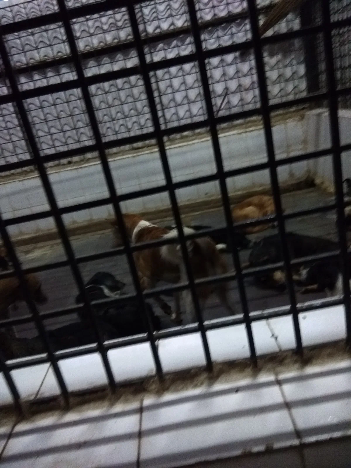 In Defence of Animals (IDA-Turbhe)