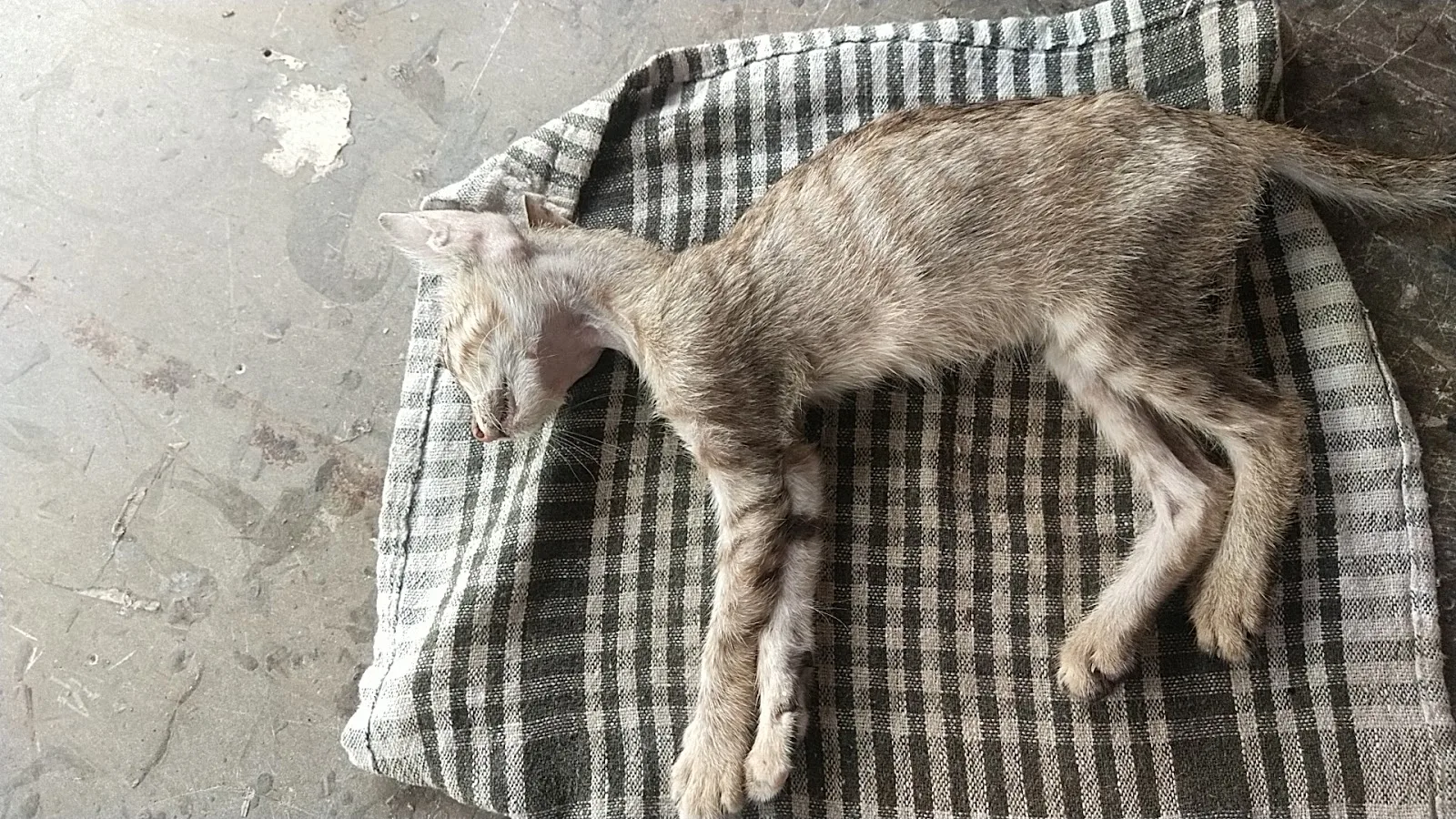 In Defence of Animals (IDA-Turbhe)