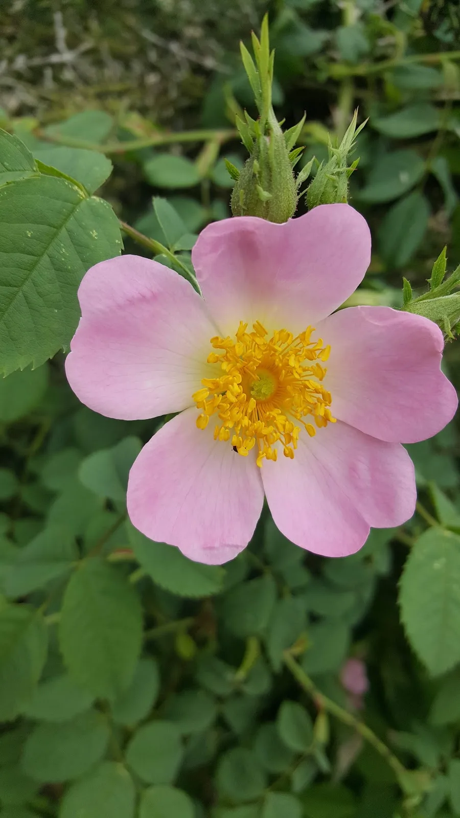 Birmingham & Black Country Wildlife Trust