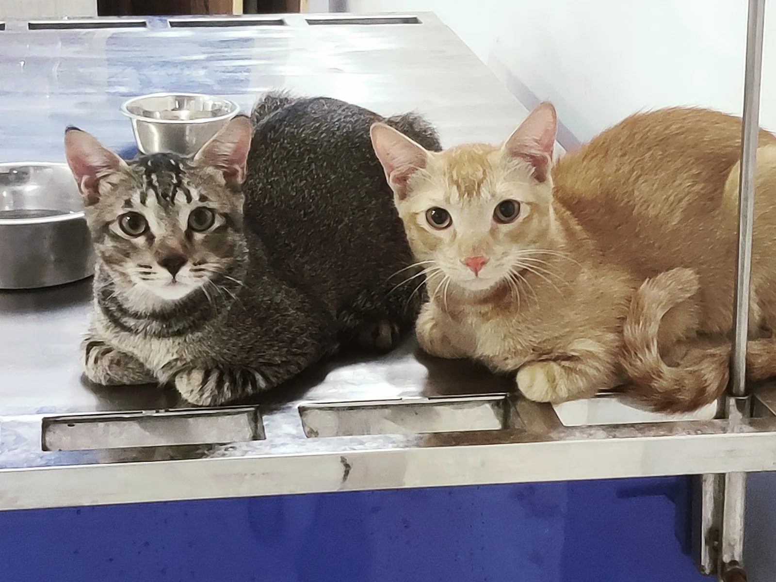 BLU CROSS VETERINARY HOSPITAL