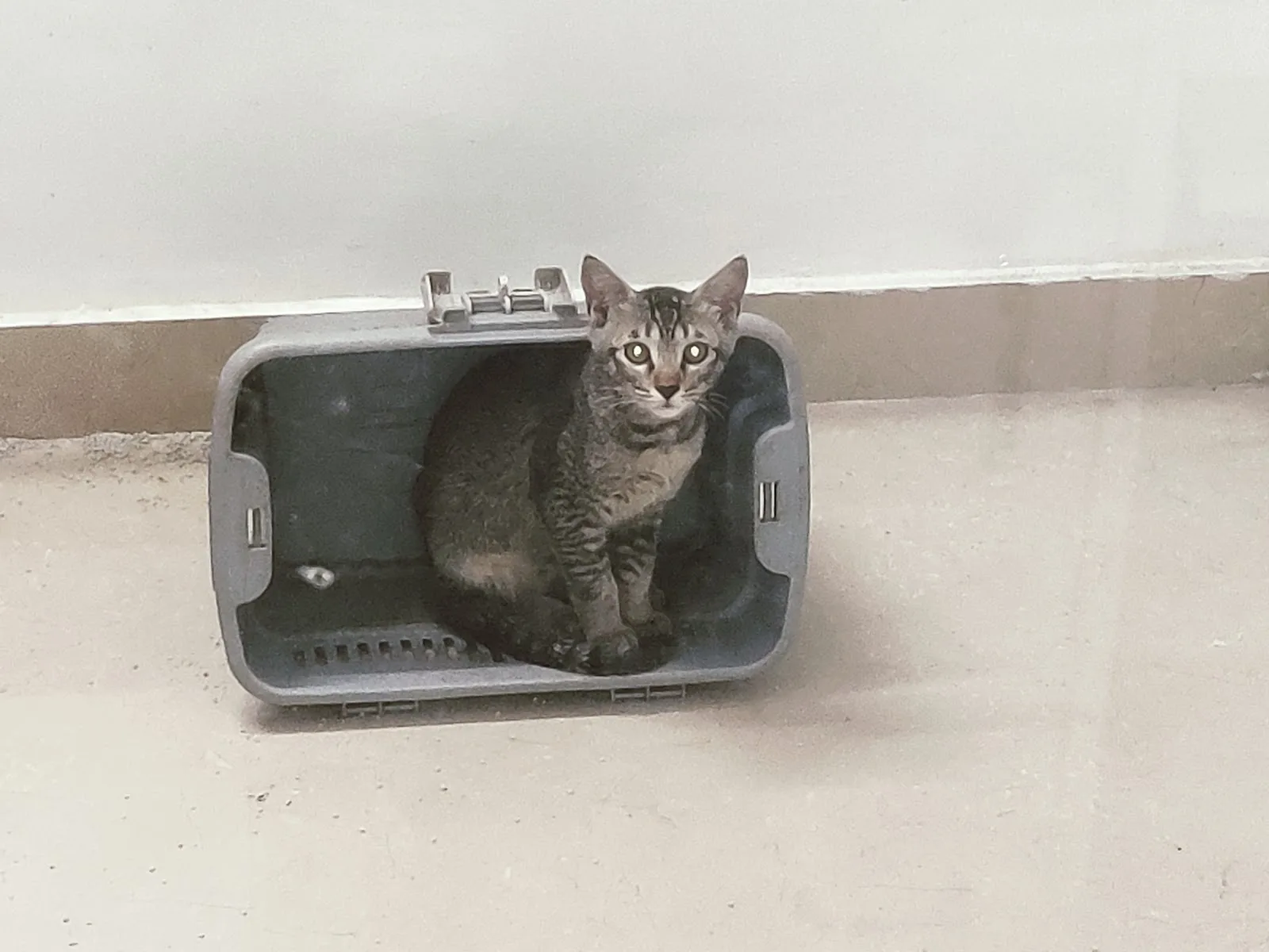 BLU CROSS VETERINARY HOSPITAL