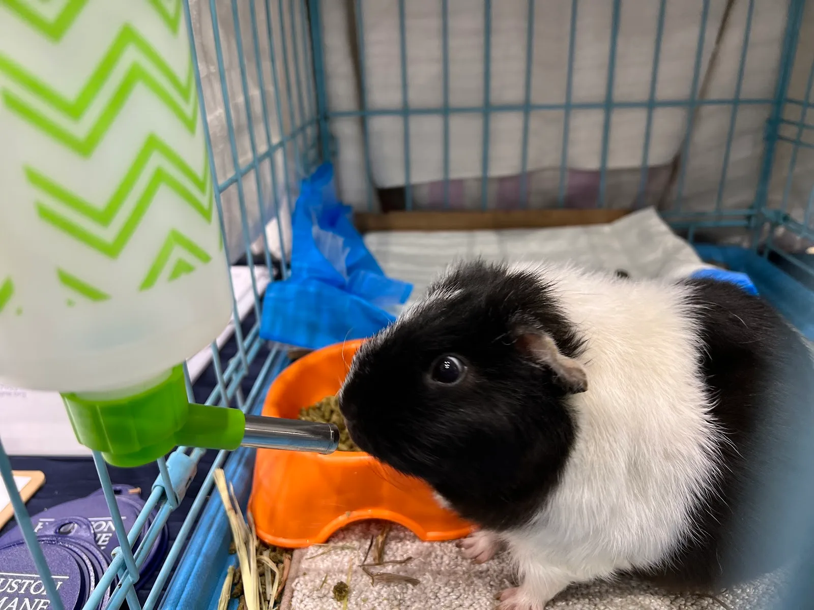 Houston Humane Society