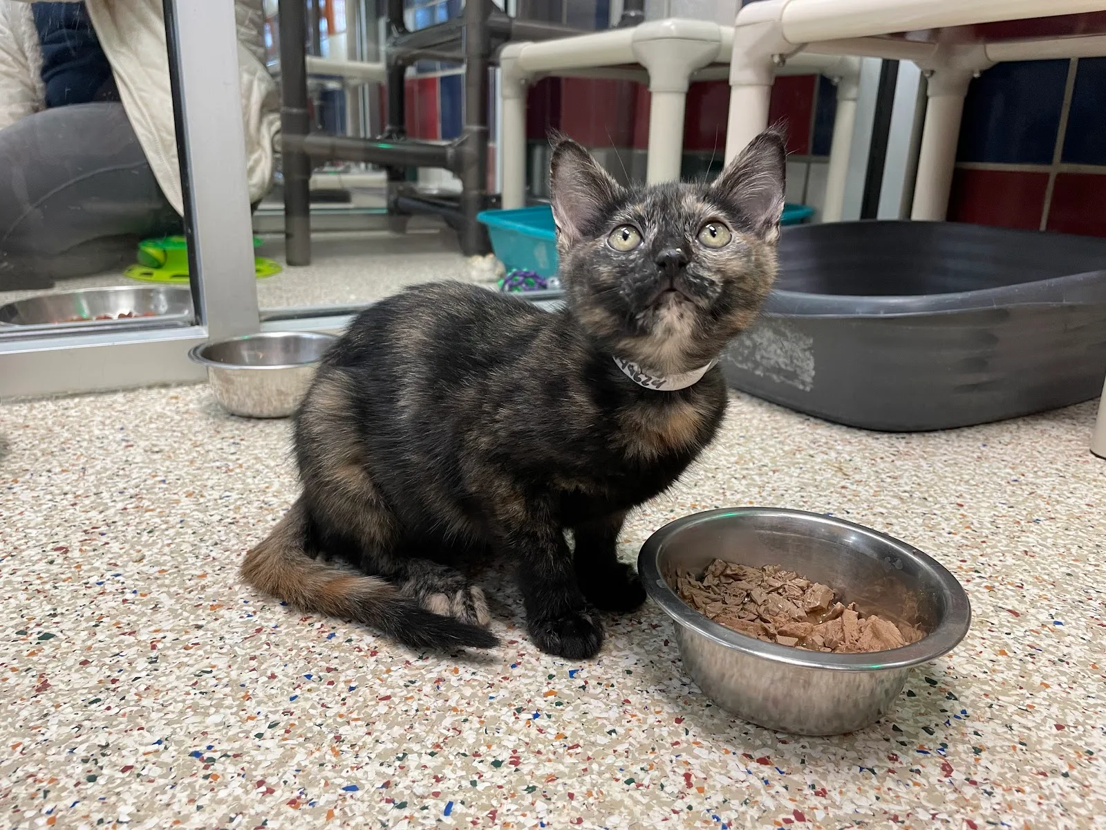 Houston Humane Society