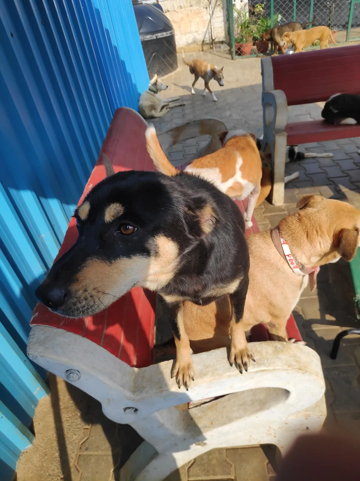 Sarvoham Indieharbour (Adoption and rehabilation center)