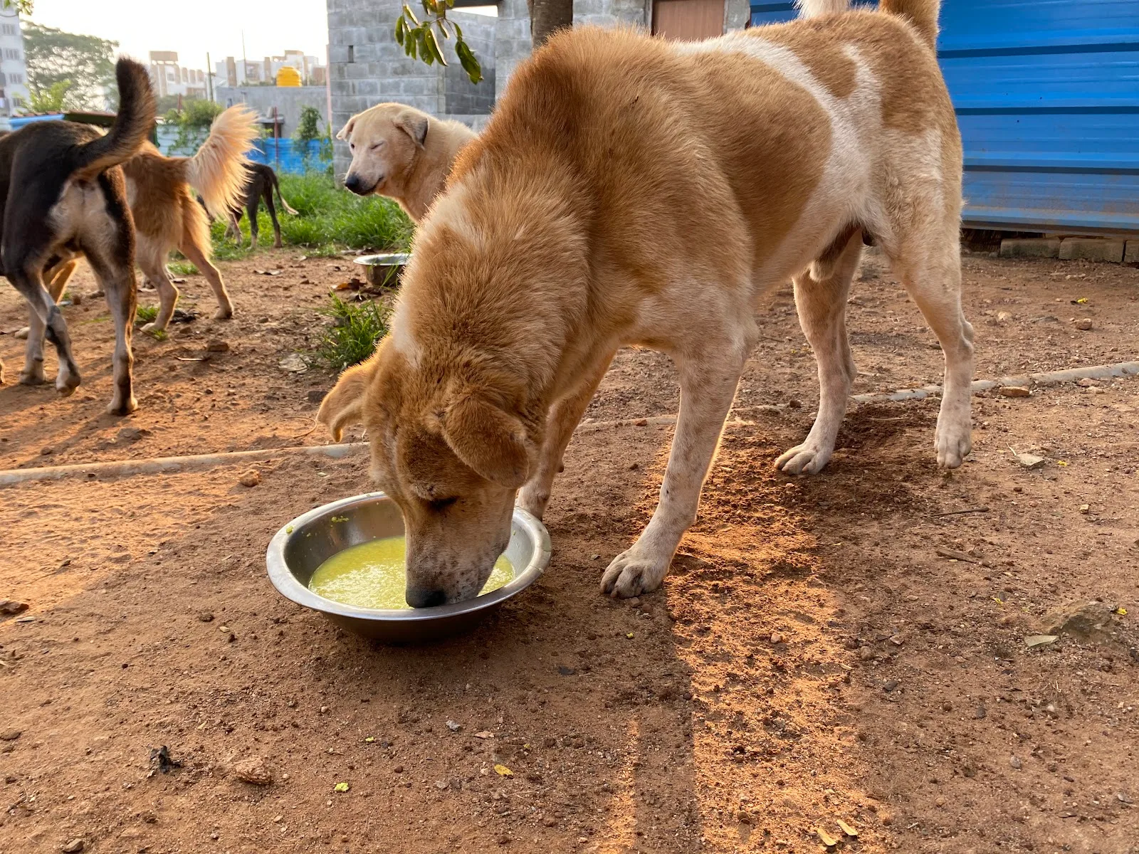 Sarvoham Indieharbour (Adoption and rehabilation center)