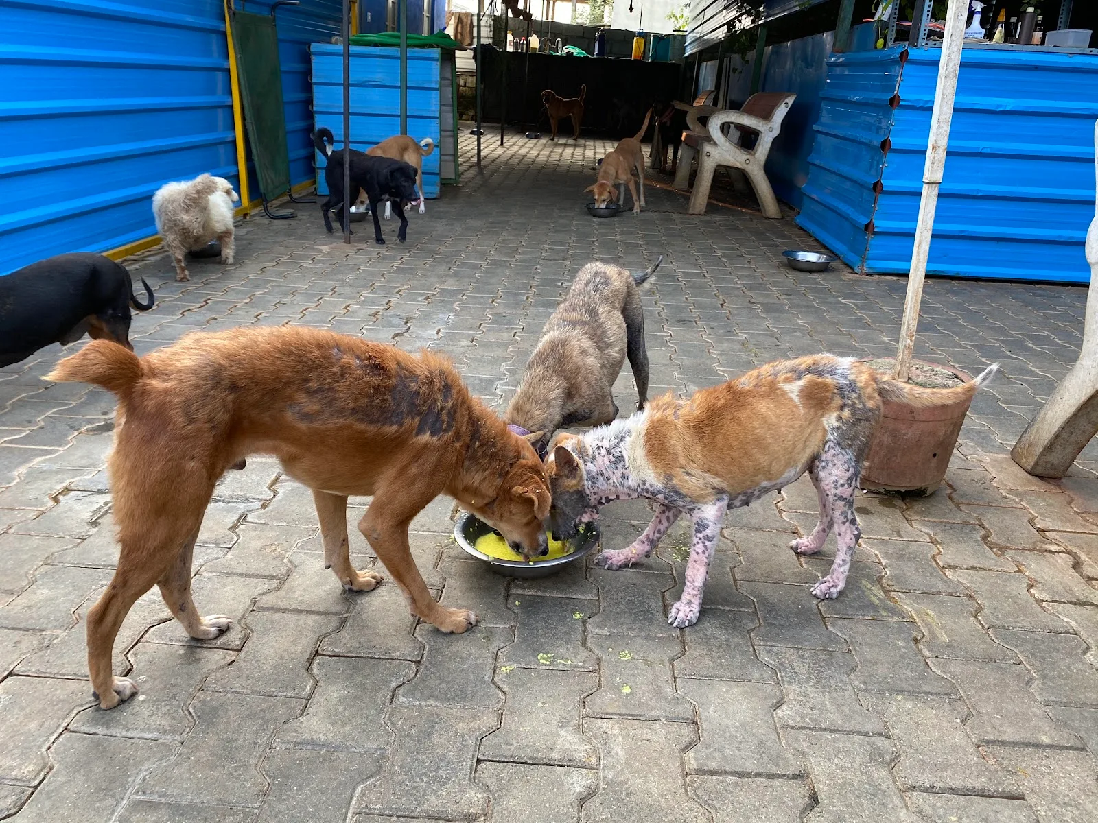 Sarvoham Indieharbour (Adoption and rehabilation center)