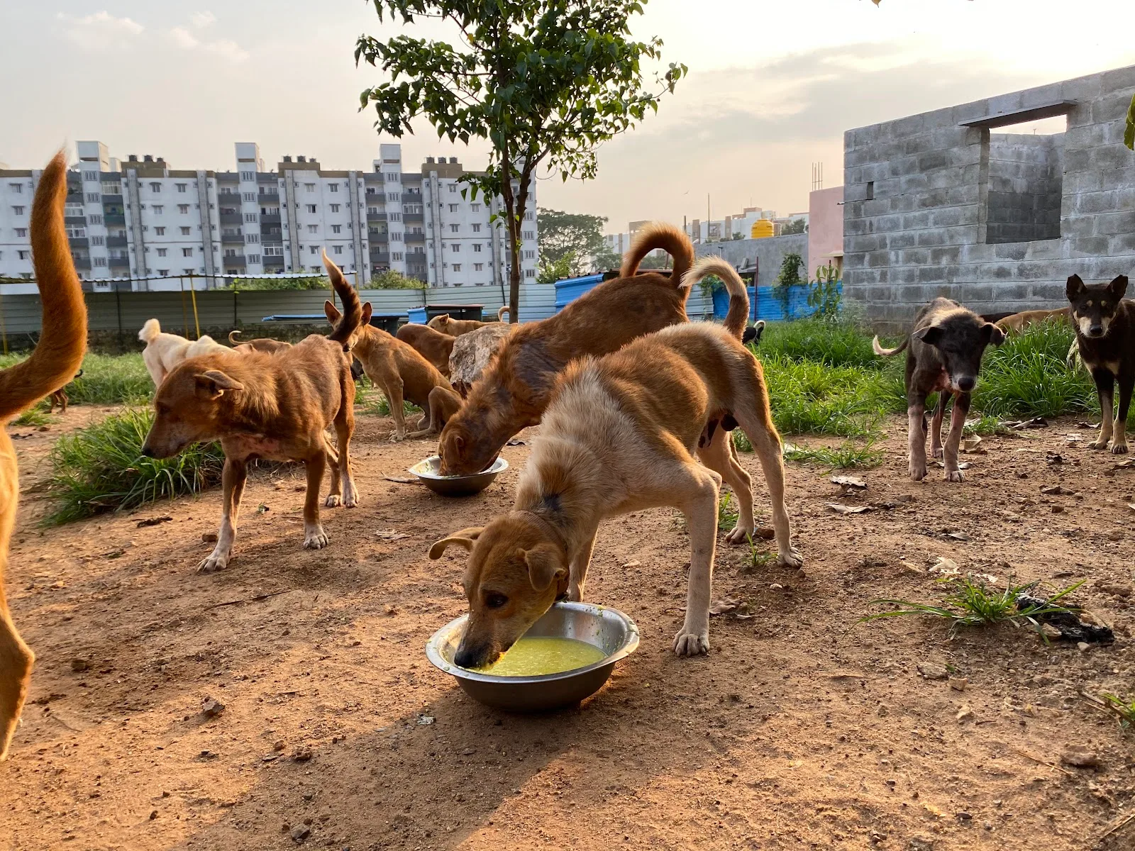 Sarvoham Indieharbour (Adoption and rehabilation center)