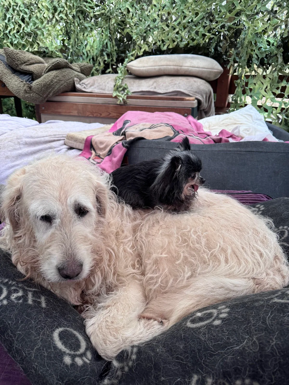 Glendrick Roost Animal Welfare Centre