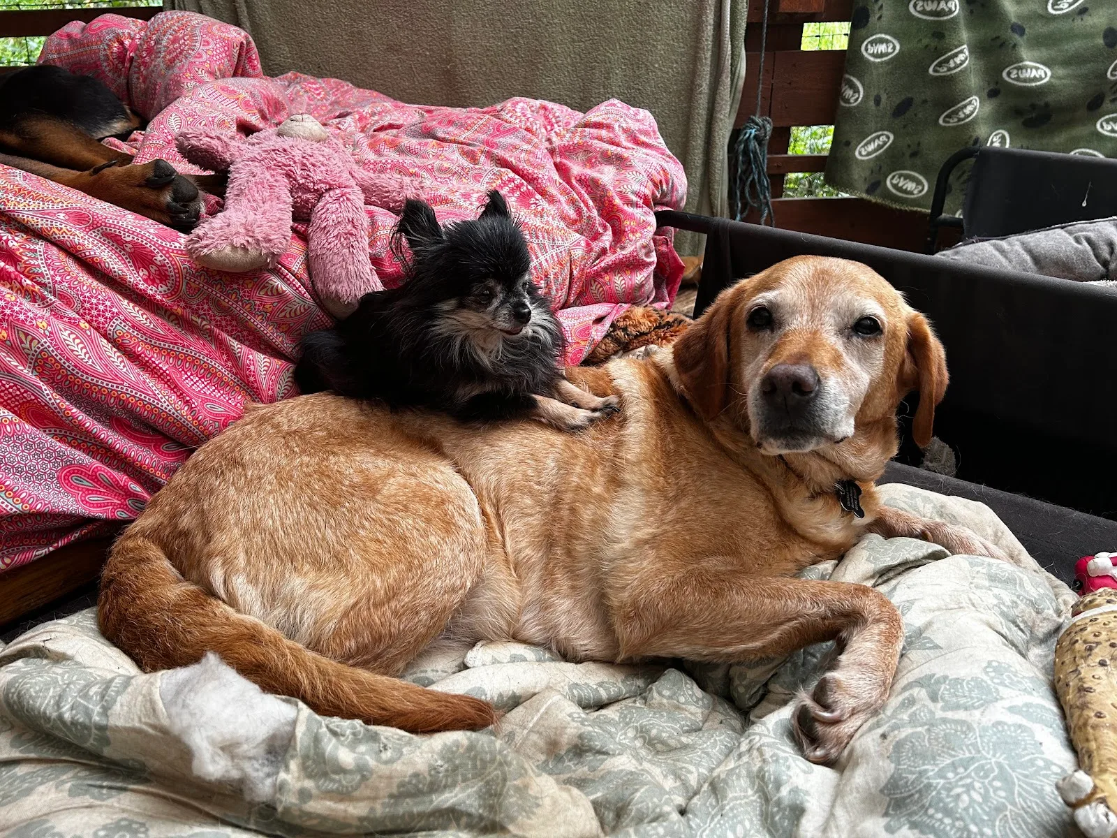 Glendrick Roost Animal Welfare Centre