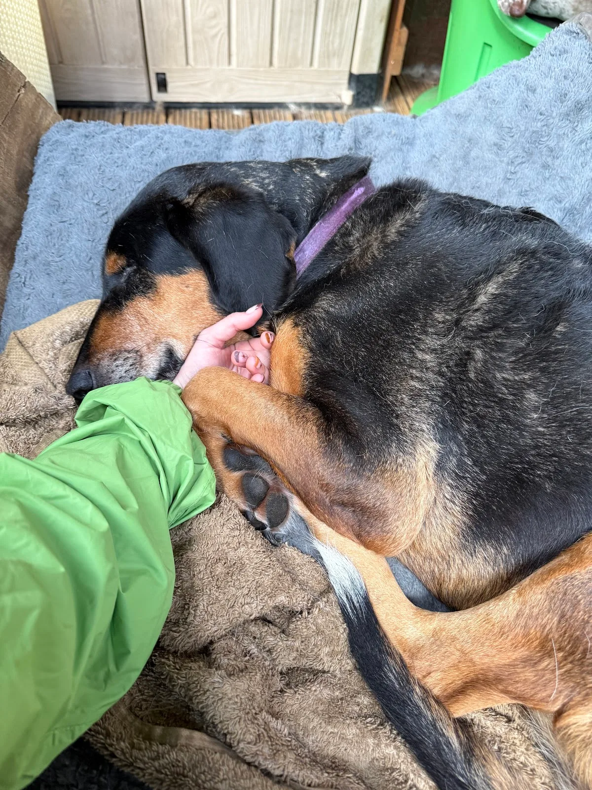 Glendrick Roost Animal Welfare Centre