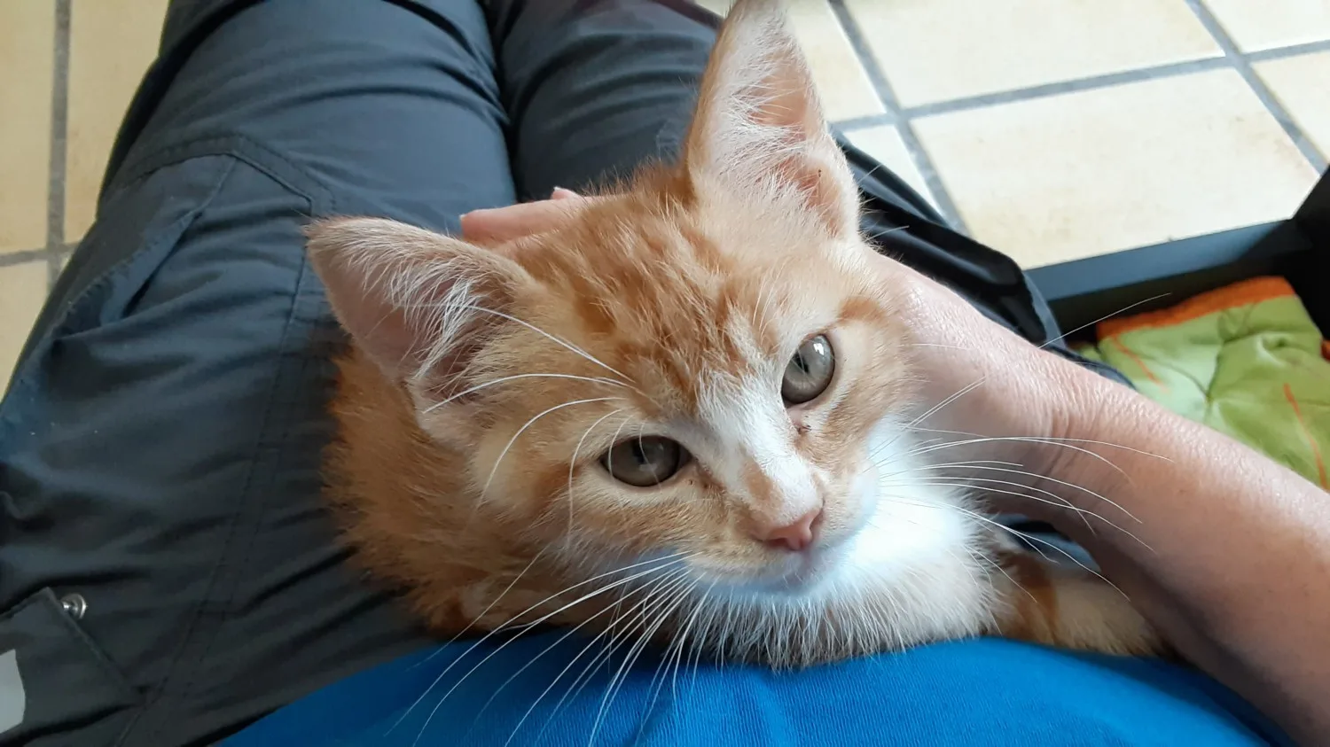 BC SPCA West Vancouver
