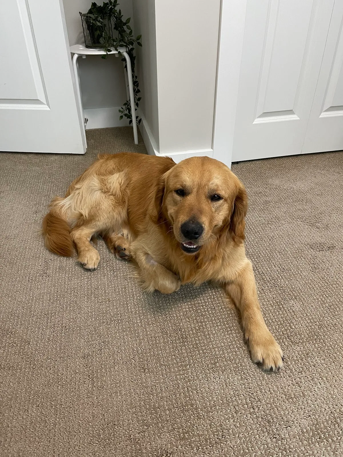 BC SPCA West Vancouver