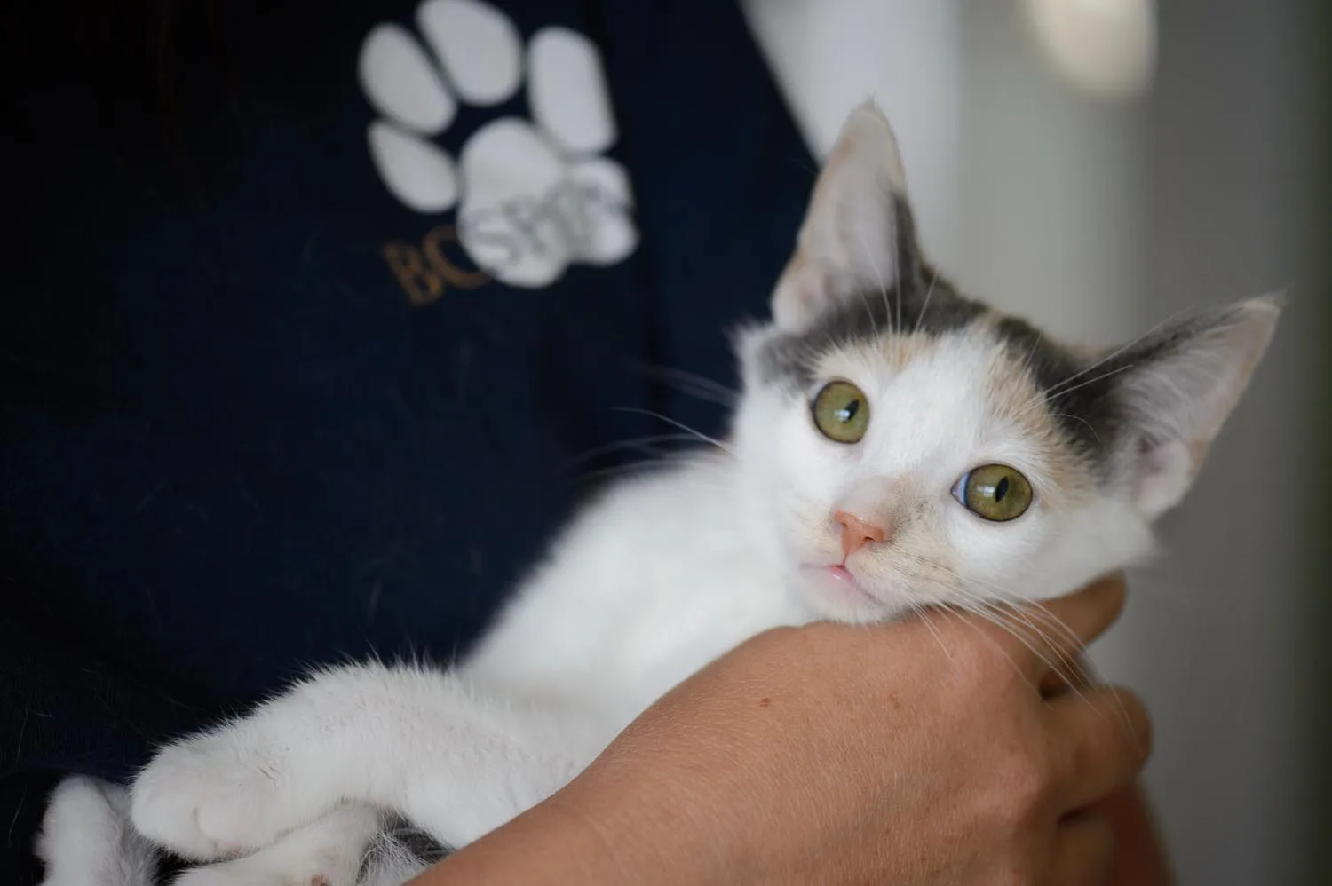 BC SPCA West Vancouver