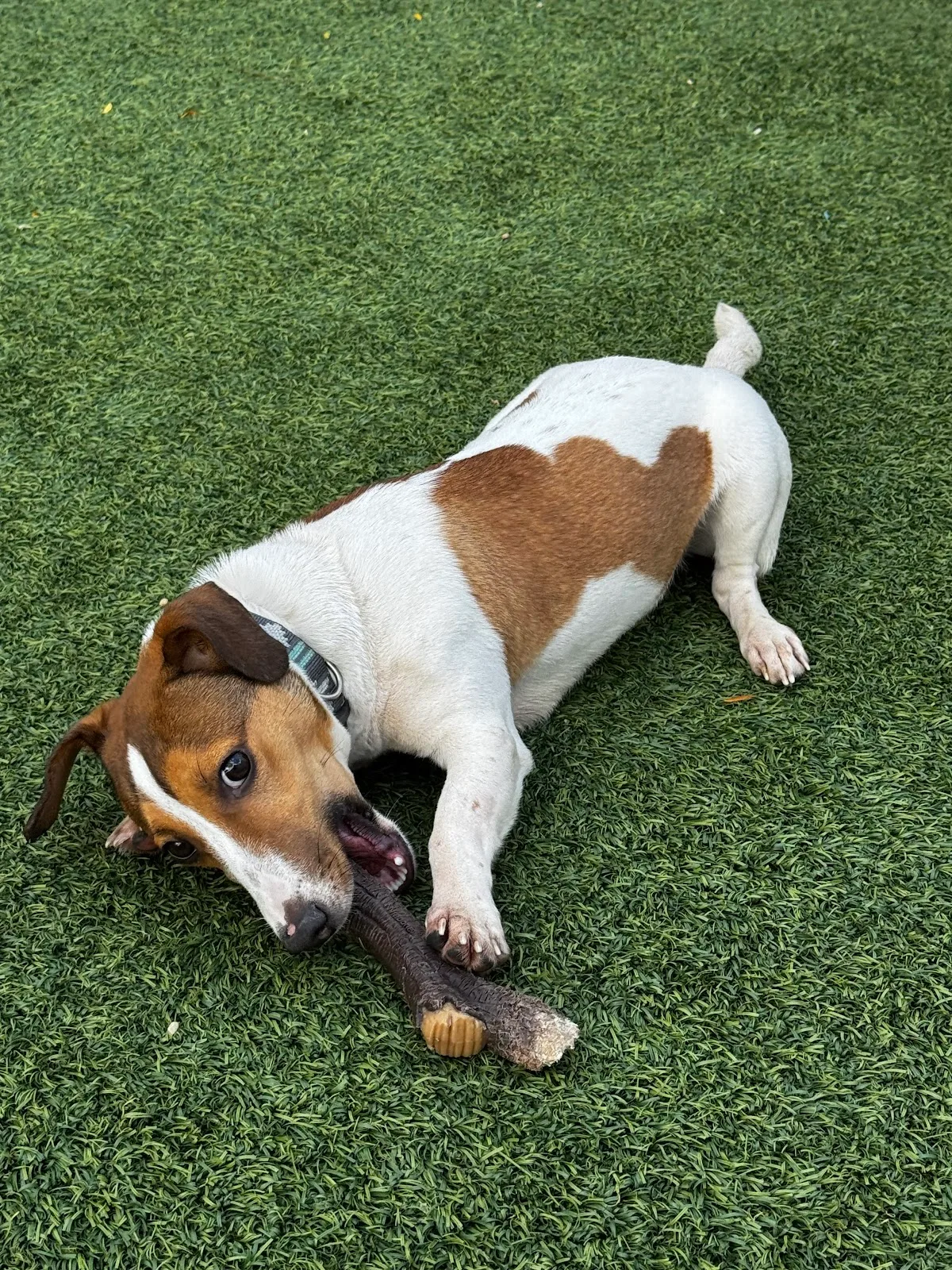 AMA Animal Rescue