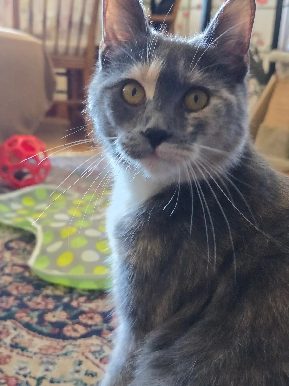 AMA Animal Rescue