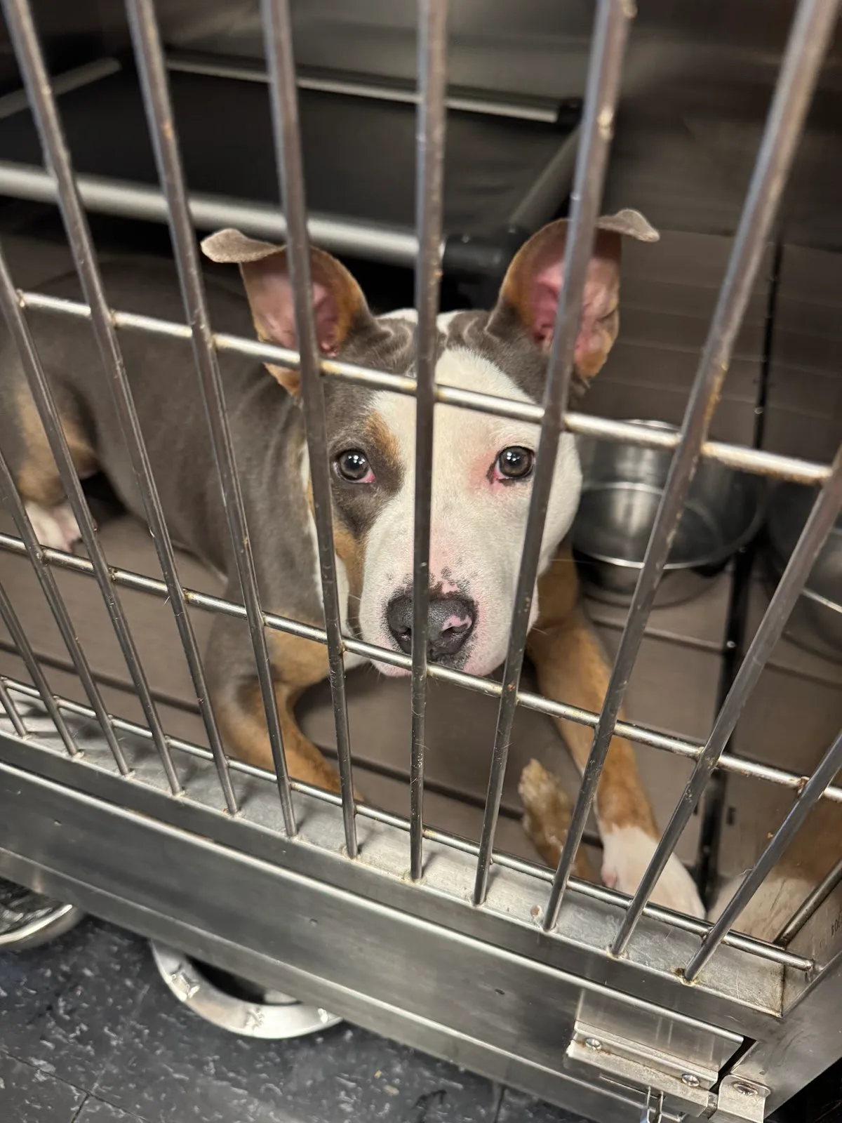 AMA Animal Rescue