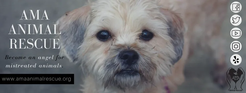AMA Animal Rescue