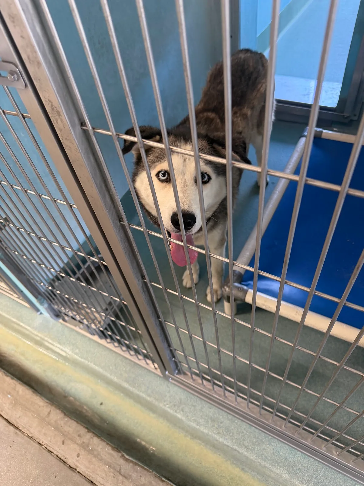County of Los Angeles Department of Animal Care and Control - Baldwin Park Animal Care Center