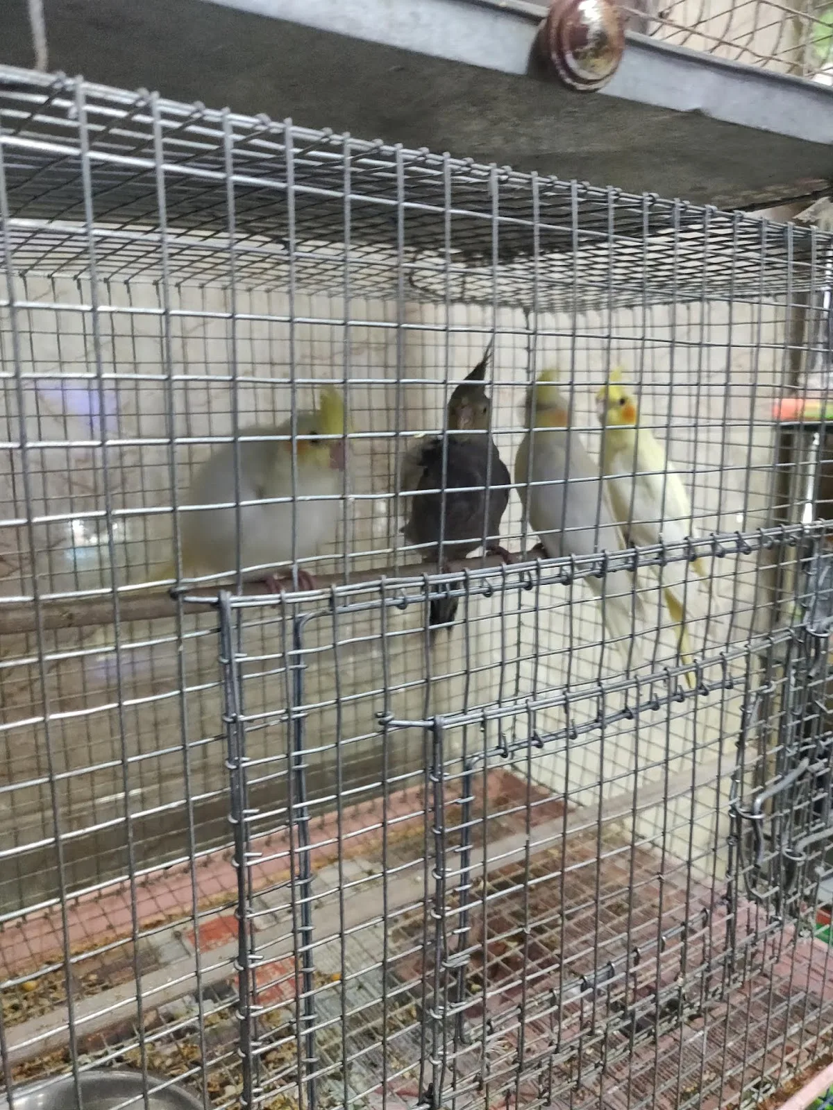 Pet Centre