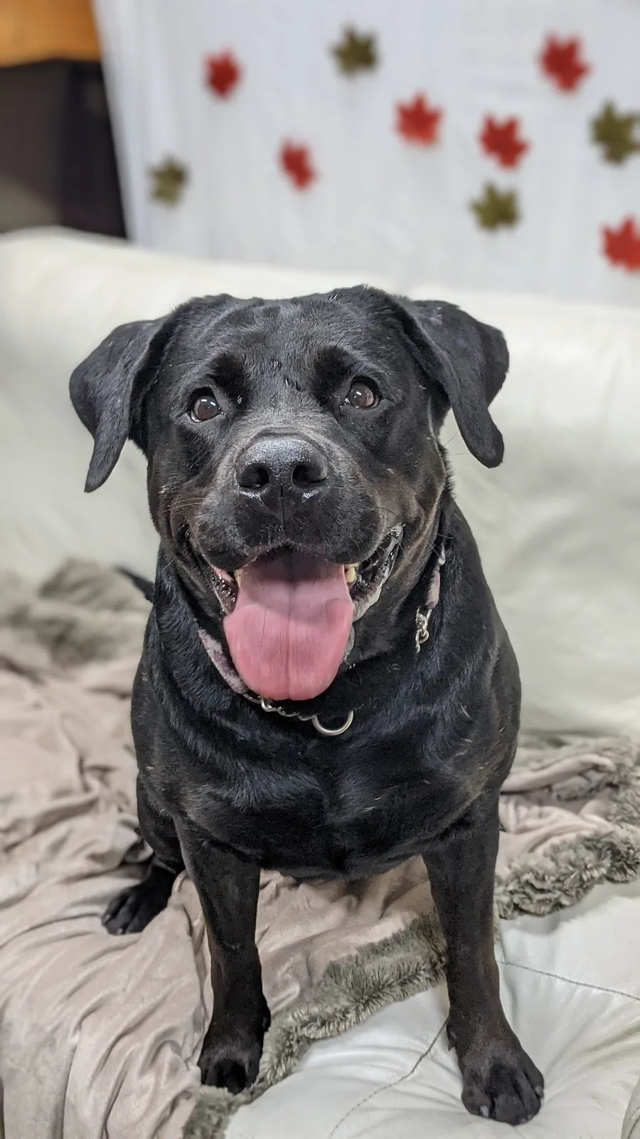 City of Vancouver Animal Services