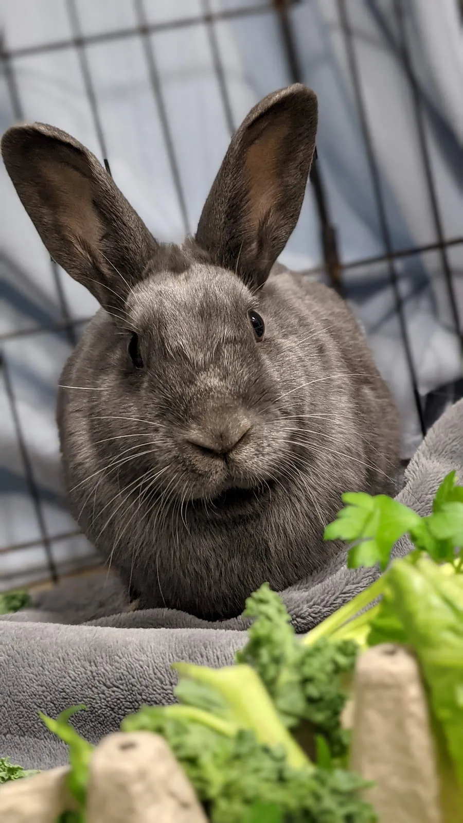 City of Vancouver Animal Services