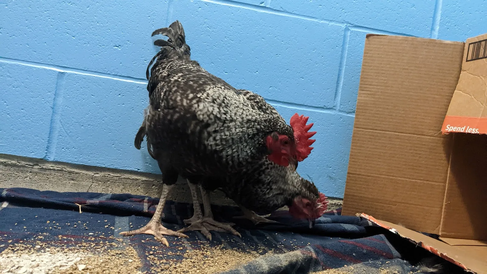 City of Vancouver Animal Services